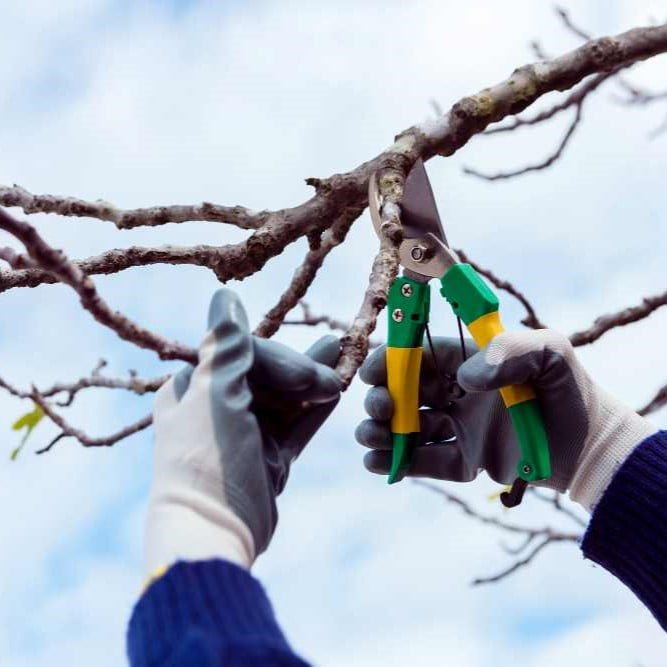 Expert Tree Pruning Services​
