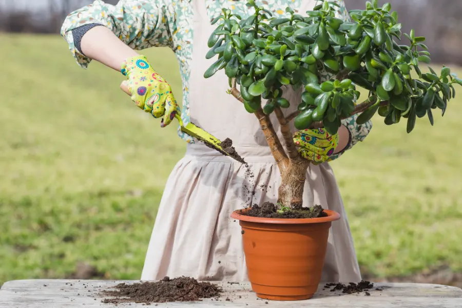 Tree Caring Solutions