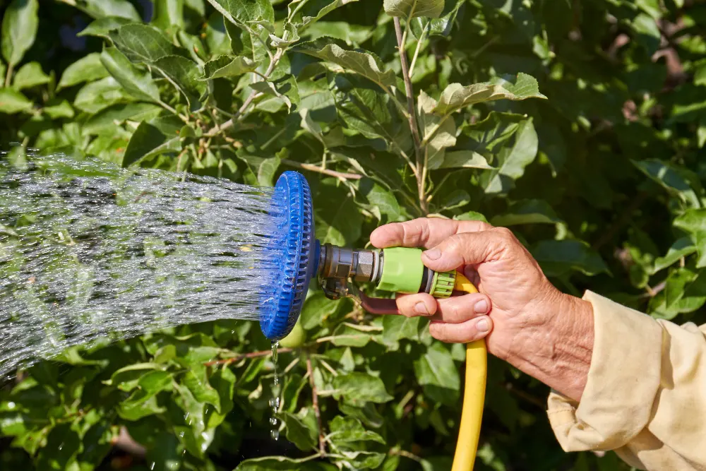 Watering Strategies For Trees​