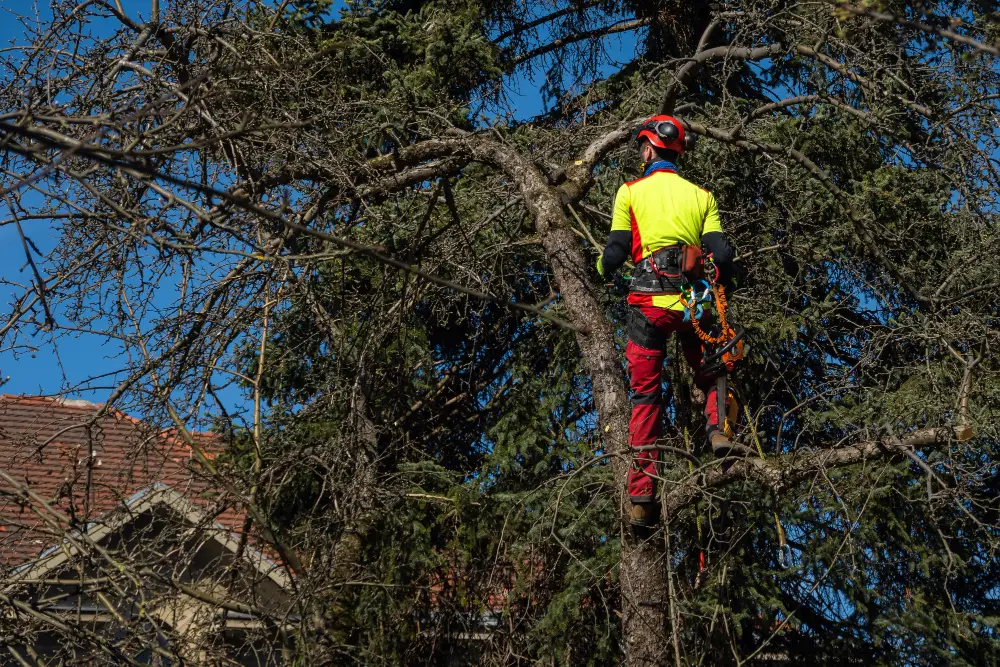 Advantages Of Professional Tree Lopping Services