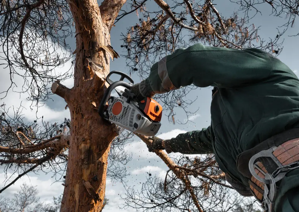Discovering the Benefits: Professional Tree Lopping Services in Darwin