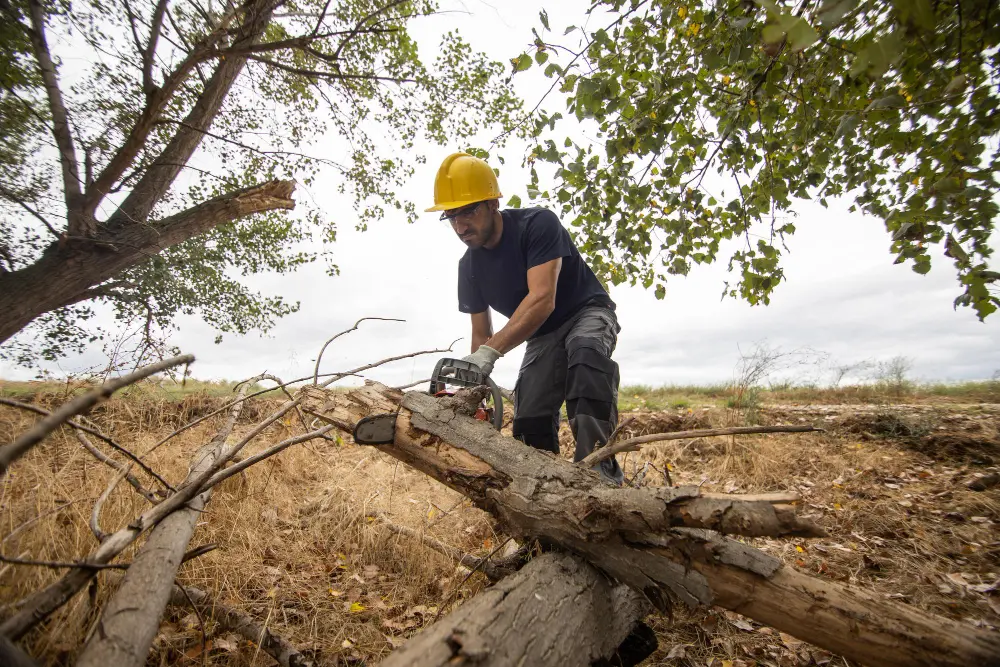 Key Considerations Before Tree Lopping Darwin