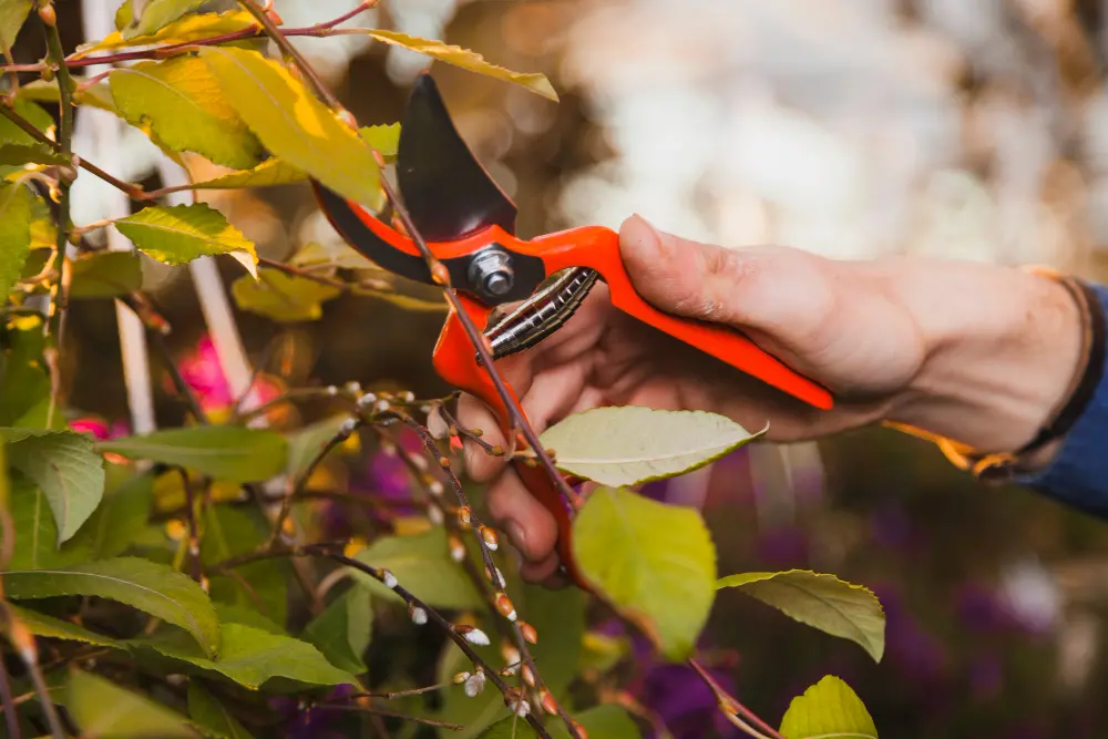 Efficient Techniques For Tree Lopping And Removal