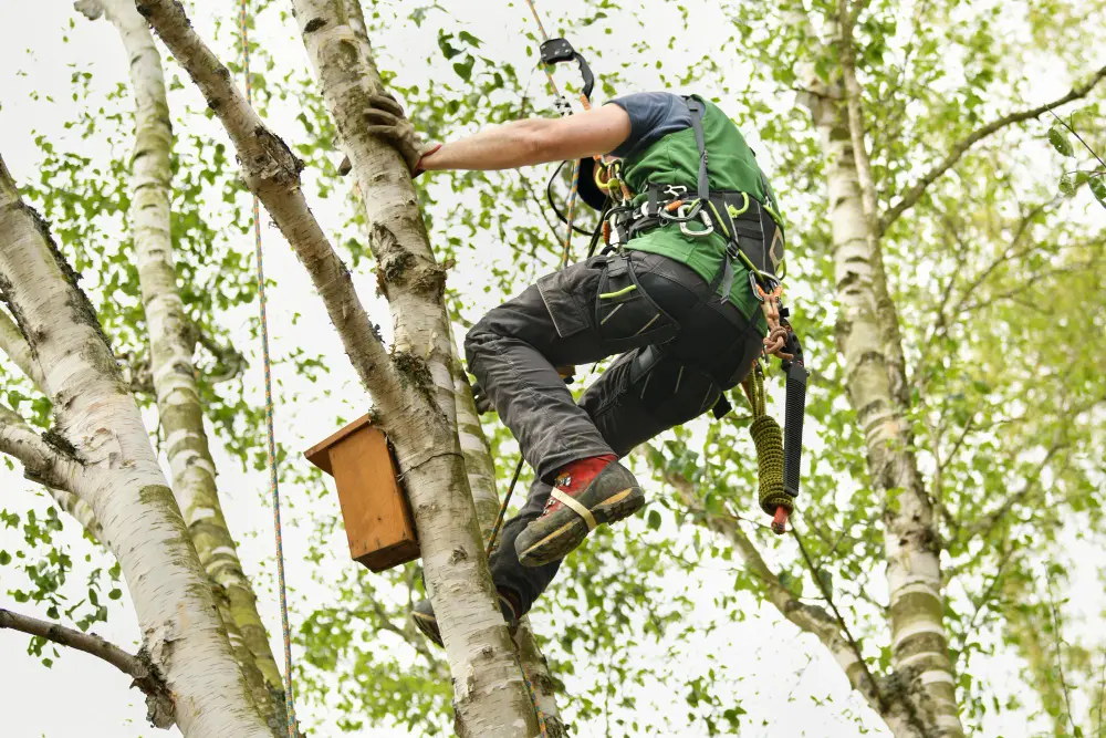 Deciding Between Tree Pruning and Tree Lopping