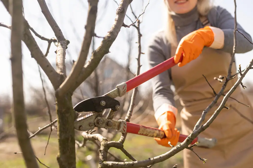 Key Differences Between Tree Lopping And Pruning