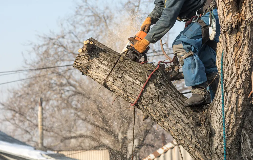 Winter Tree Lopping