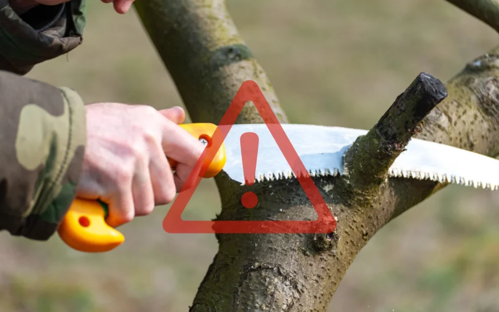 Avoid These Common Tree Lopping Mistakes
