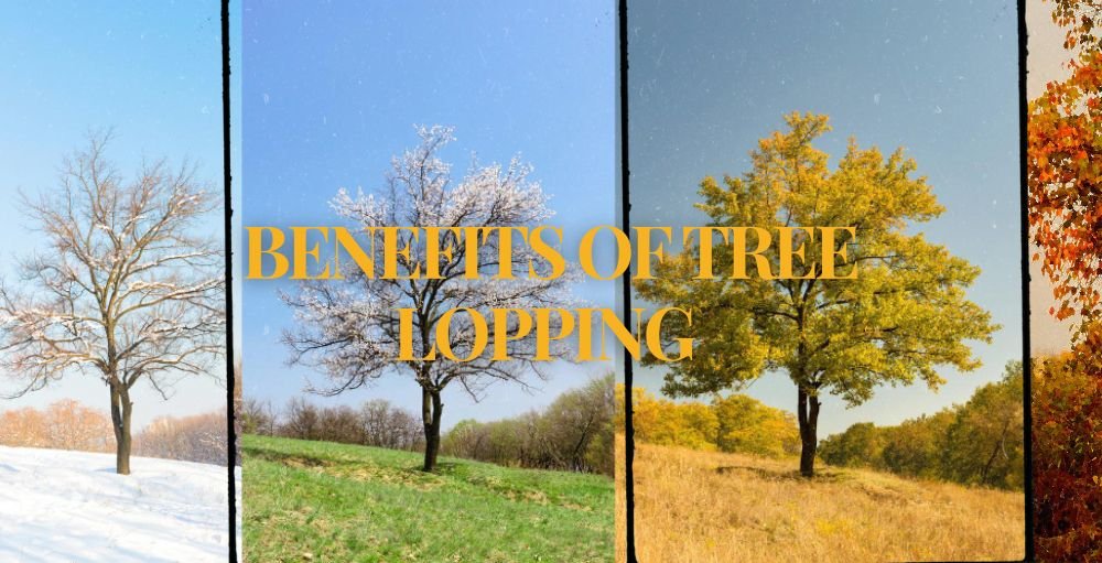 Benefits Of Tree Lopping In All Four Seasons