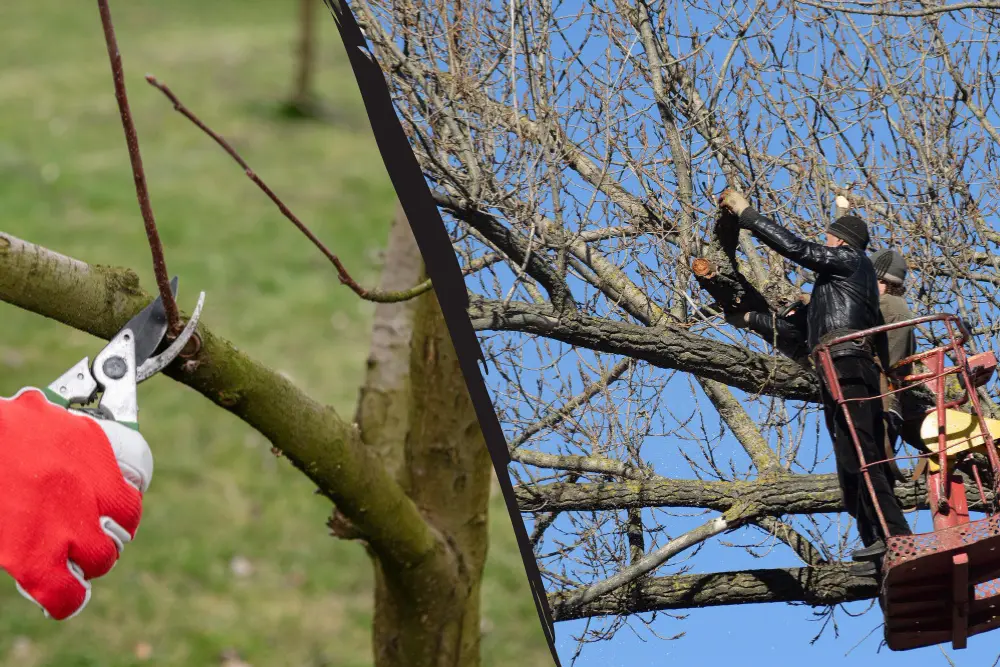 Tree Lopping vs. Tree Pruning: Understanding The Distinctions