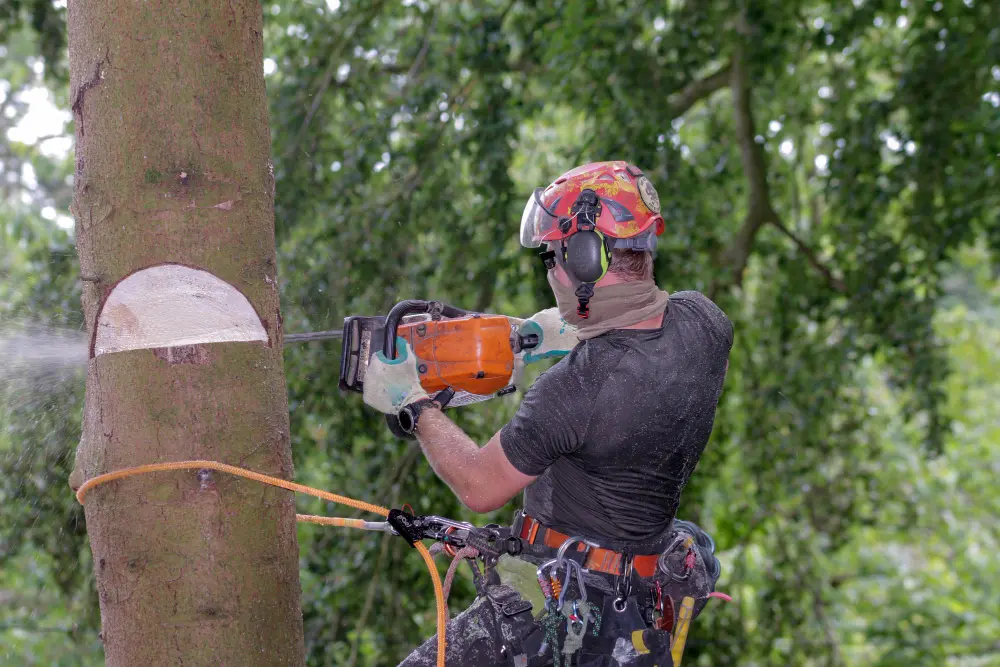 A dead spruce tree stands very close to a house while a professional assesses the situation. The image focuses on the potential hazard posed by the tree and the expertise required to address it. 