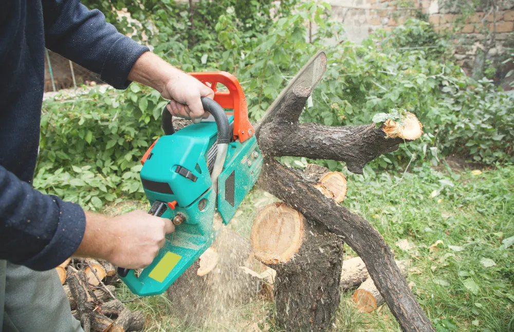 Understanding Tree Removal Darwin: Essential Guide For Homeowners