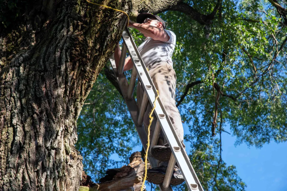 Working man on a ladder against a big tree with a broken dead branch of his house tree
