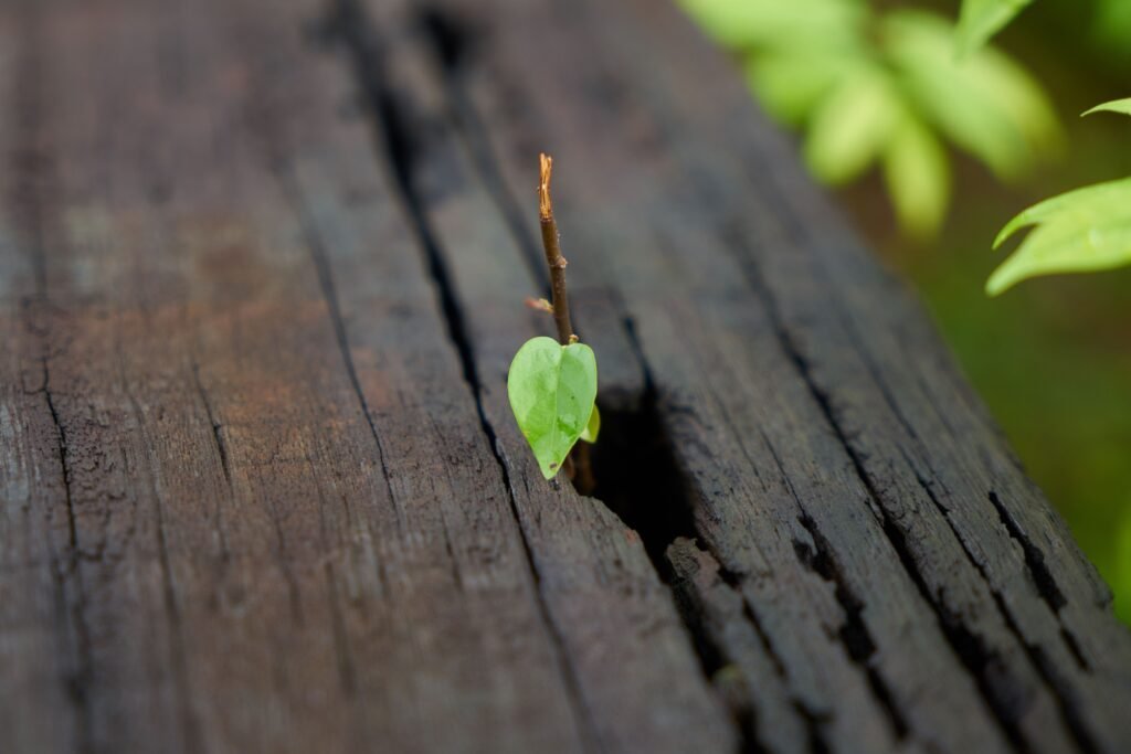 Tree Stump Regrow After Grinding