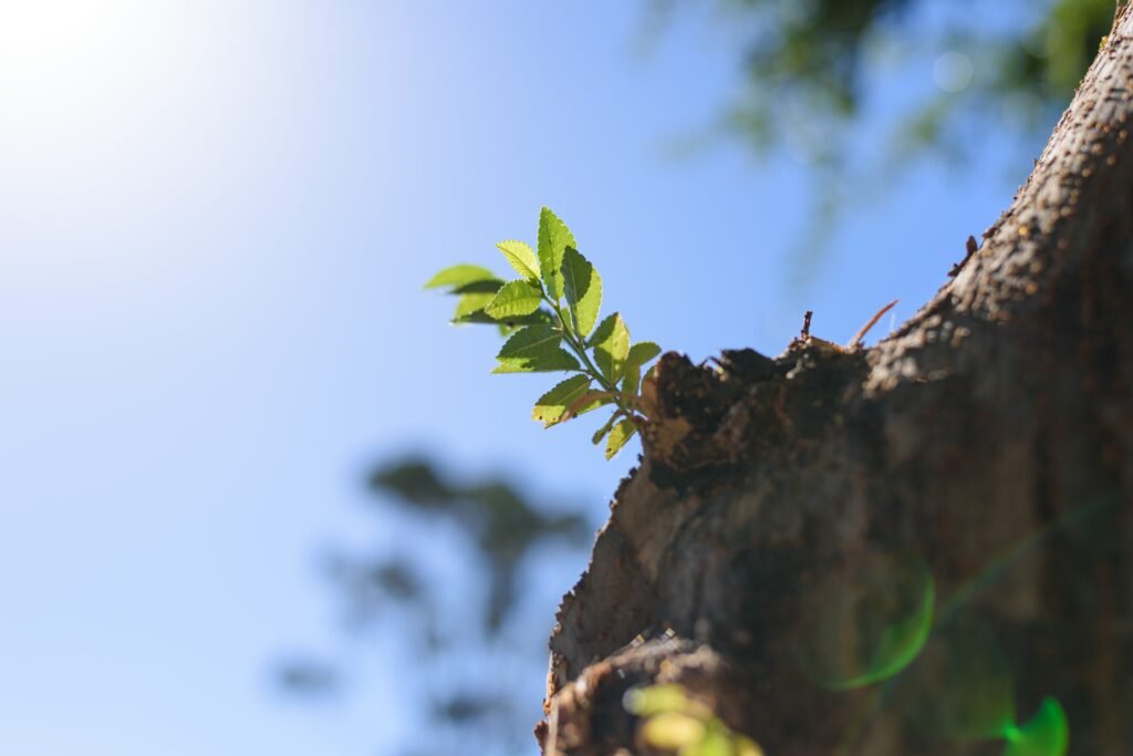 a Tree Keep Growing from the Stump Leftover