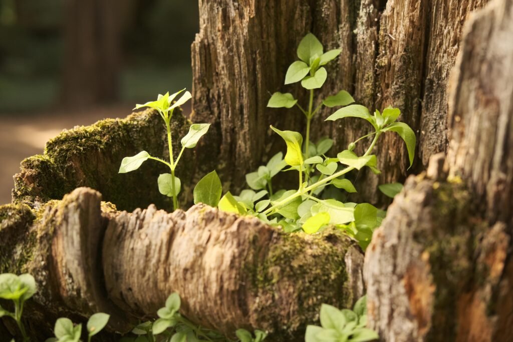 a Tree Stump from Growing