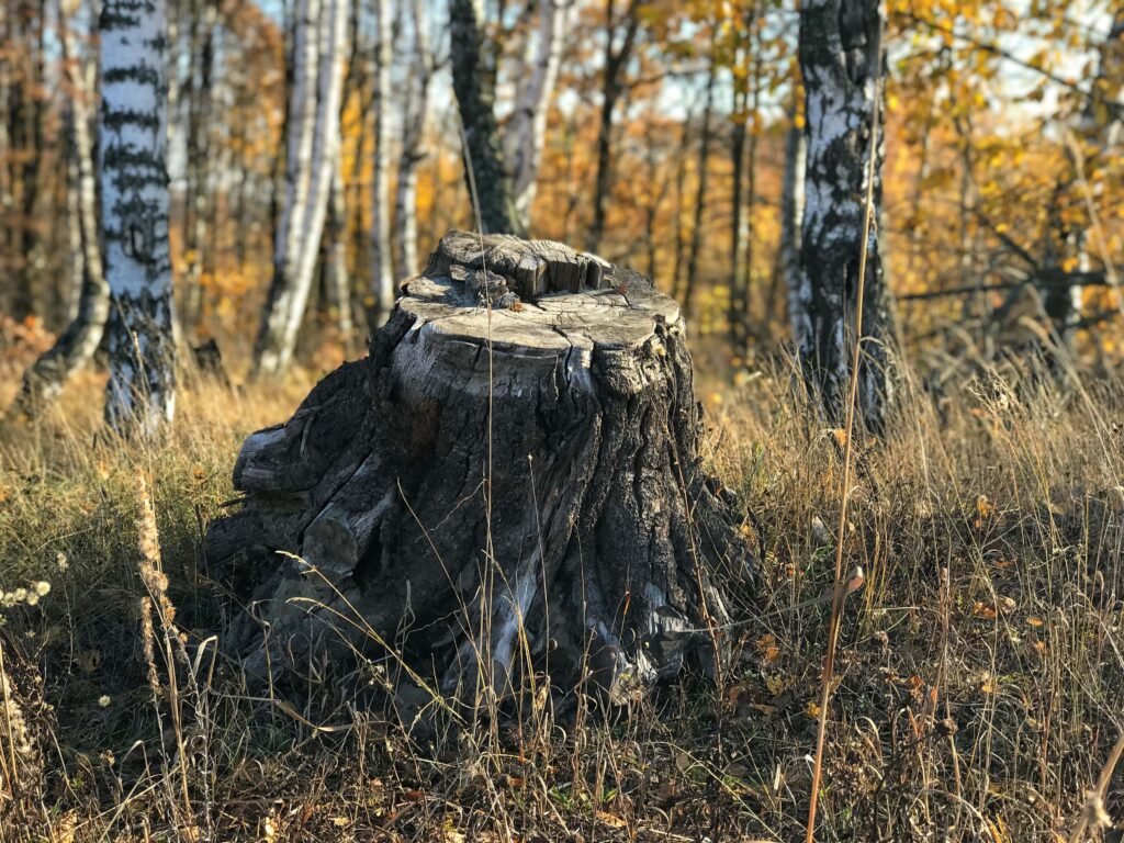 Burning Tree Stumps