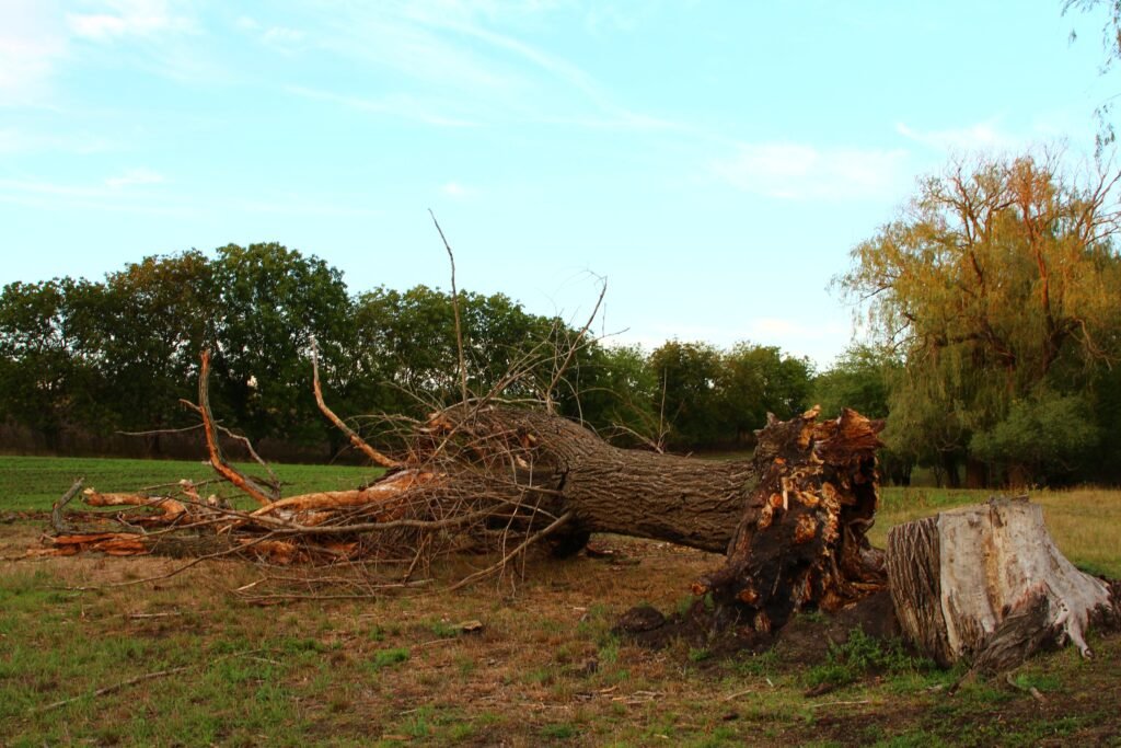 Fallen Tree Removal